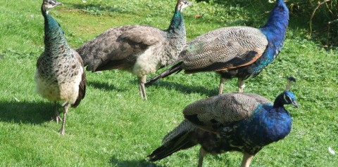 93 Peacocks Die In Tharparkar In Last 45 Days